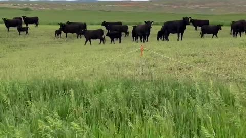 Restorative Agriculture practice is worth the time. cartercountrymeats.com