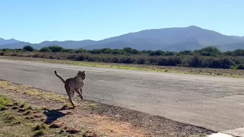 I Raced A Cheetah