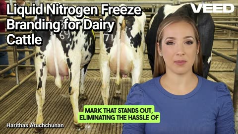 Liquid Nitrogen Freeze Branding for Dairy Cattle