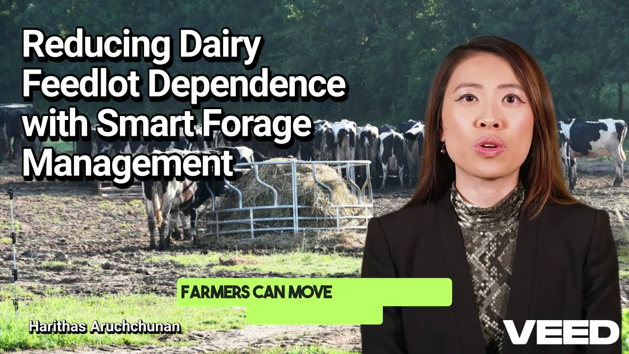 Transform Dairy Farming:Smart Forage Solutions