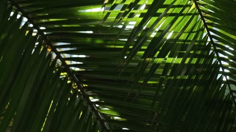 Parlor Palm Indoor