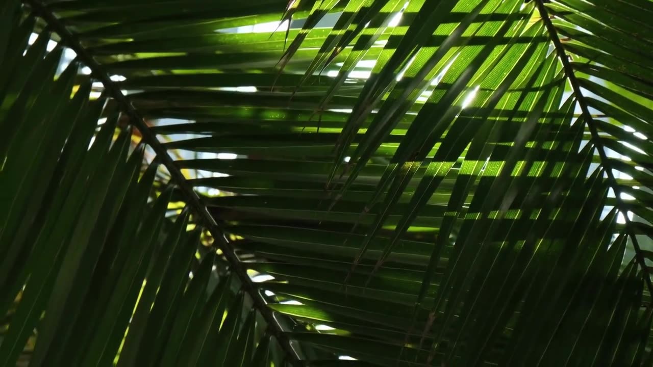 Parlor Palm Indoor