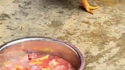 The rooster saw the hen being killed and put in a basin, shaking with fear.
