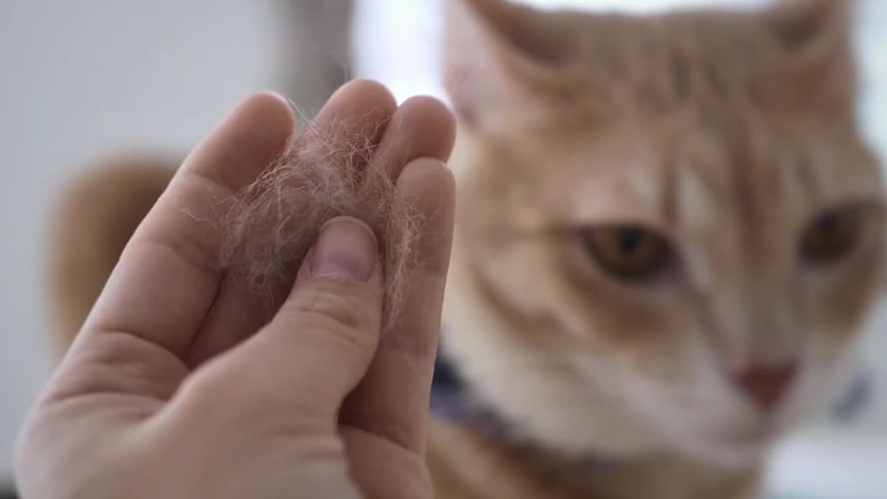 Is Cat Dander Making You Sick_ Find Out Now!