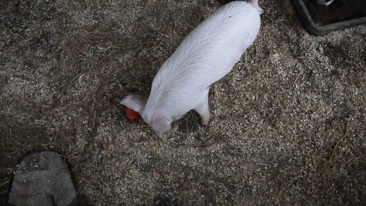 Piglets playing