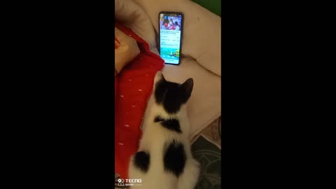 Some funny videos of kittens,I hope you can't help but laugh when you see it. ‎