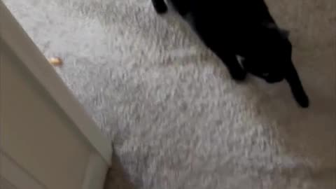 Cute Precious Piper Exits Her Spa - Adopting a Cat from a Shelter Vlog #shorts