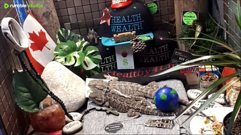 ⭕2025 Live Stream Day 15🔴 🍏Healthy4Life🐉 Mascots 🍎🐲 Meet Kobe & Health A Day In The Life Of Bearded Dragons🐲Day15🐉⭕Live🦎Stream