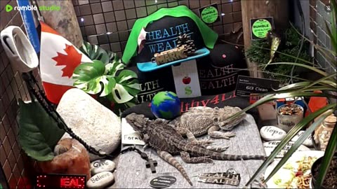 ⭕2025 Live Stream Day 15🔴 🍏Healthy4Life🐉 Mascots 🍎🐲 Meet Kobe & Health A Day In The Life Of Bearded Dragons🐲Day15🐉⭕Live🦎Stream