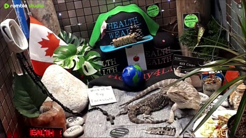 ⭕2025 Live Stream Day 15🔴 🍏Healthy4Life🐉 Mascots 🍎🐲 Meet Kobe & Health A Day In The Life Of Bearded Dragons🐲Day15🐉⭕Live🦎Stream