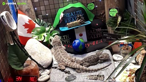 ⭕2025 Live Stream Day 15🔴 🍏Healthy4Life🐉 Mascots 🍎🐲 Meet Kobe & Health A Day In The Life Of Bearded Dragons🐲Day15🐉⭕Live🦎Stream