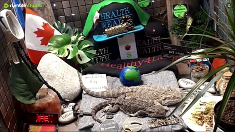 ⭕2025 Live Stream Day 15🔴 🍏Healthy4Life🐉 Mascots 🍎🐲 Meet Kobe & Health A Day In The Life Of Bearded Dragons🐲Day15🐉⭕Live🦎Stream