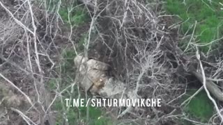 Dead boars from the outskirts of Pokrovsk
