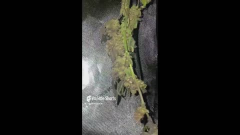 How to solo cup grow like a pro