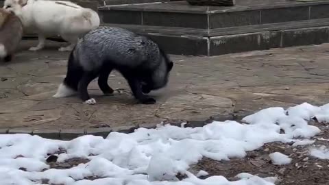 two are at odds, the black fox doesn't know whose side to take