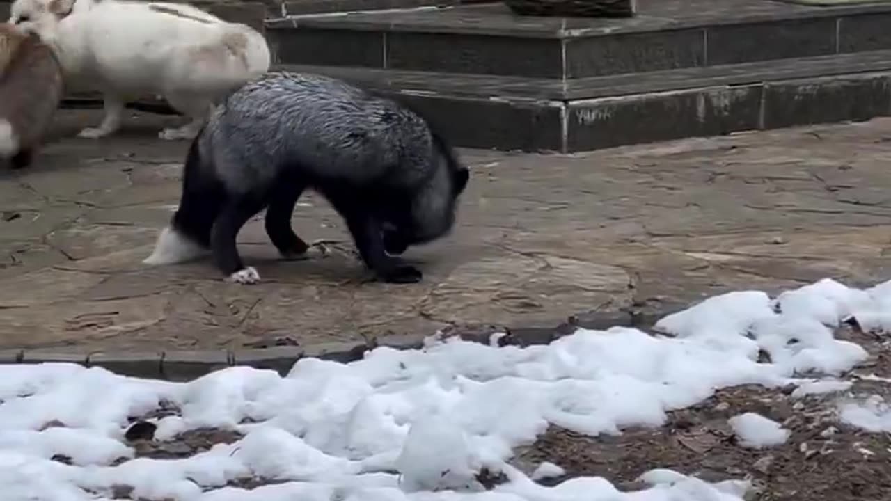 two are at odds, the black fox doesn't know whose side to take
