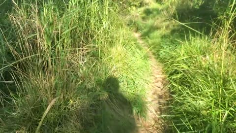 the joy and art of Barefoot walking in nature (earthing / grounding)