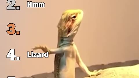 Ranking Best Funny Lizard Moments #2