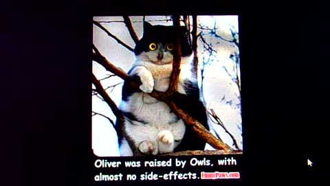 Cat raised by Owls: