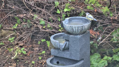 Blue Tit Explores the Fountain (Bird Bath)