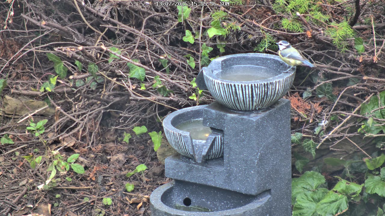 Blue Tit Explores the Fountain (Bird Bath)