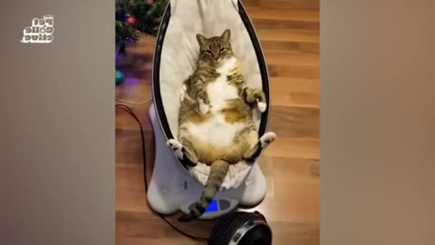Funny Pet Bath Time Moments 45