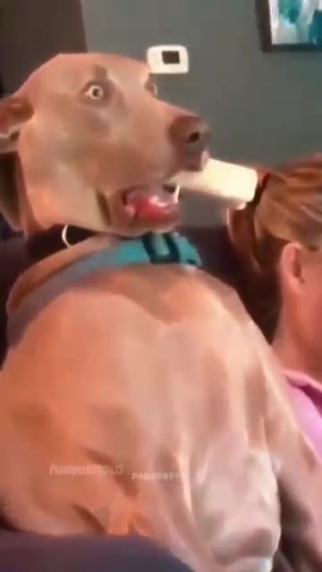 Funny cats and dogs 🤣