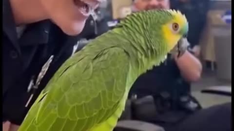 Parrot 🦜 funny video funny 😁 talk
