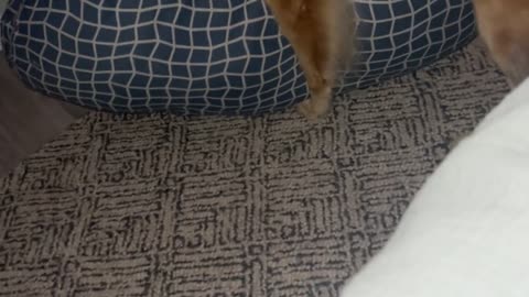 😱👻 Shocking EVP of Man's Voice Caught on Camera - What Was He Saying? | TheHauntingHour