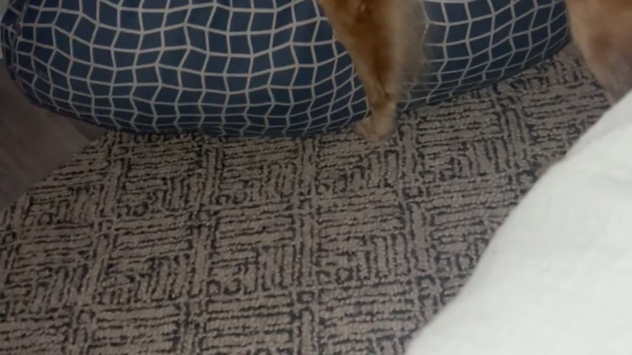 😱👻 Shocking EVP of Man's Voice Caught on Camera - What Was He Saying? | TheHauntingHour