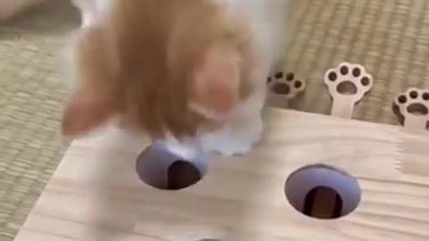 A Kittens Curiosity