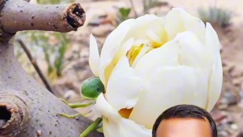 “পোকা থেকে প্রজাপতি | Nature Transformation 🌸🦋”