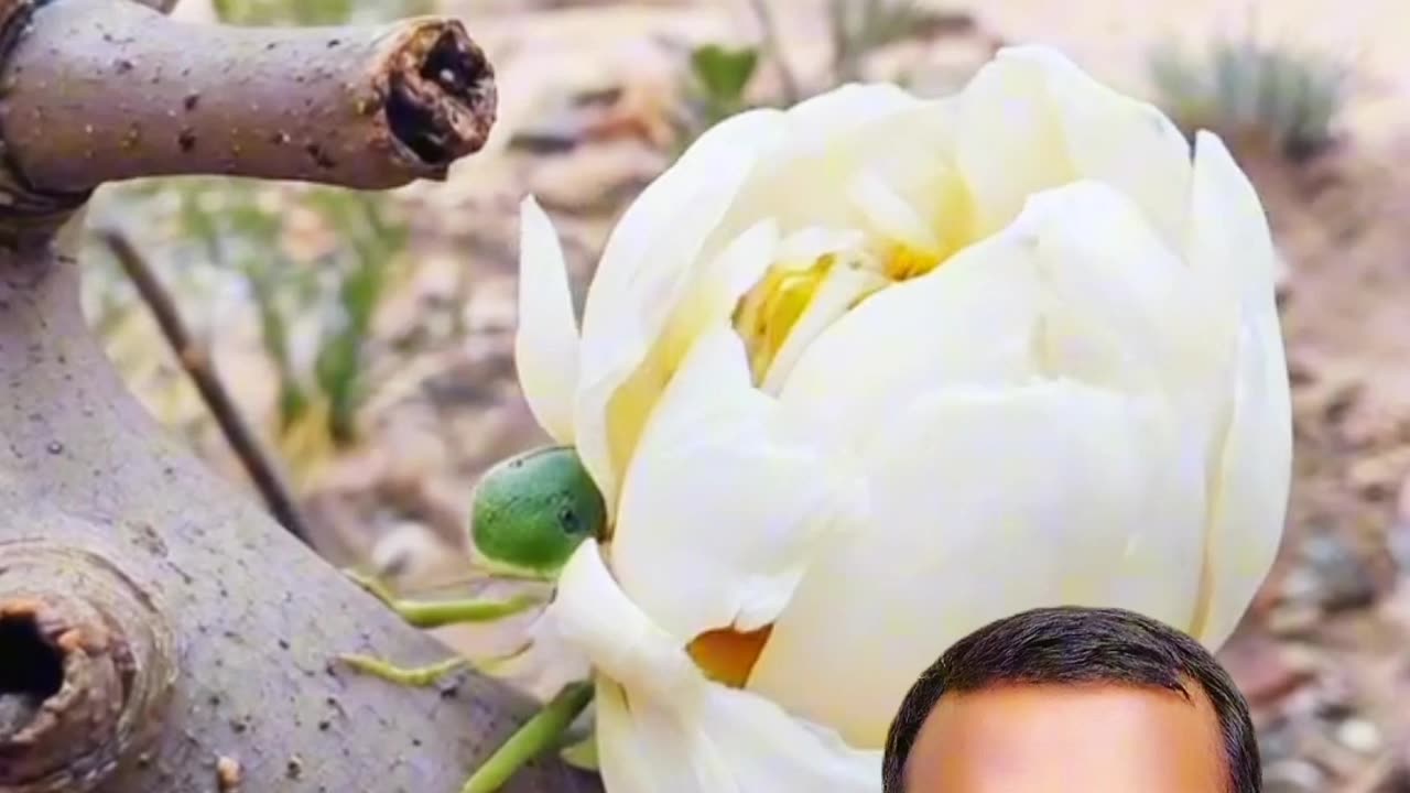 “পোকা থেকে প্রজাপতি | Nature Transformation 🌸🦋”