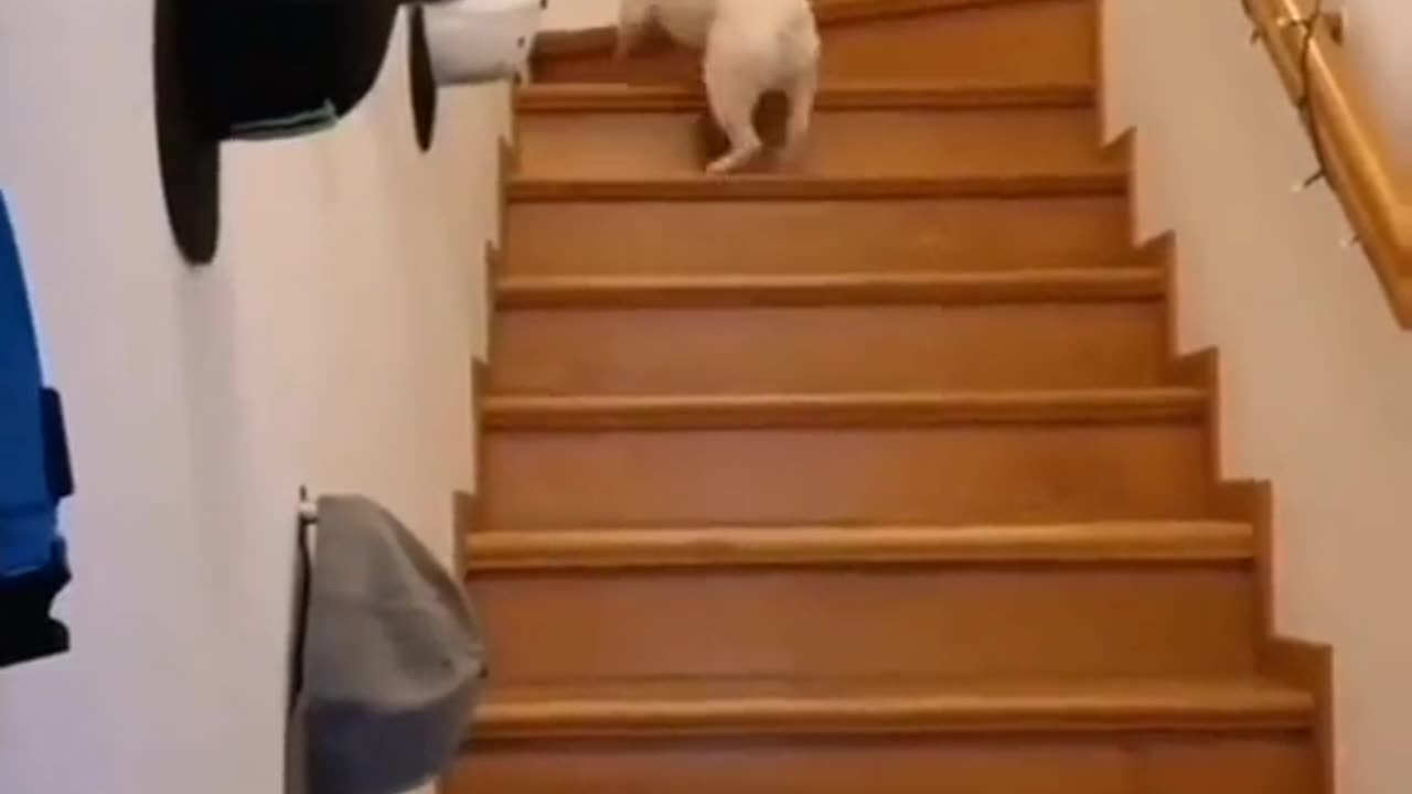 Dogs