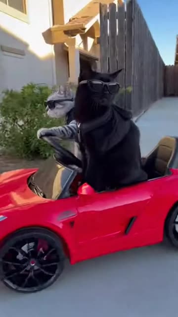 Cat Vroom