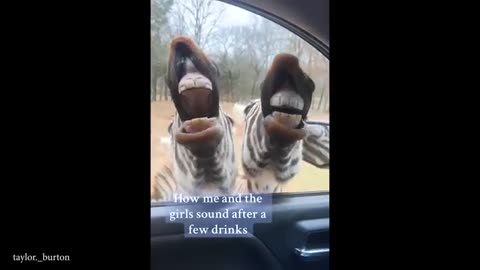 Funniest pets
