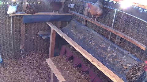 Friday Night Perch Up Cam2