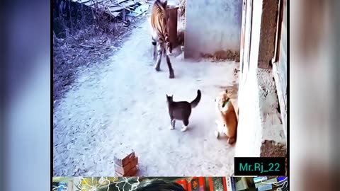 Billi Maosi se panga