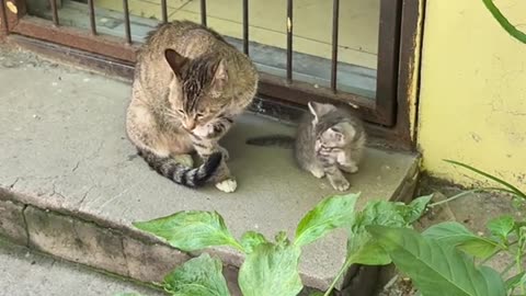 The mother cat teaches the kitten to wash its face.