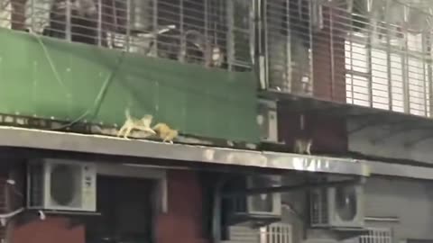 Cute little on the way to work 😺😍