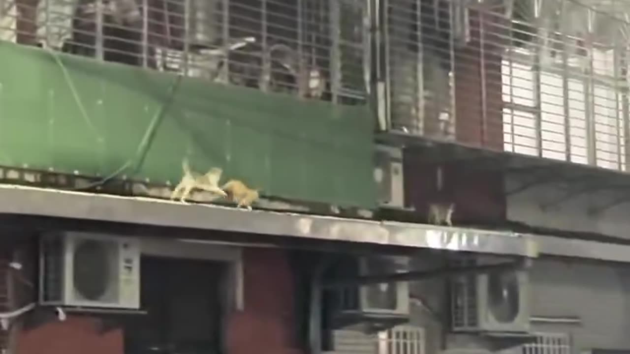 Cute little on the way to work 😺😍