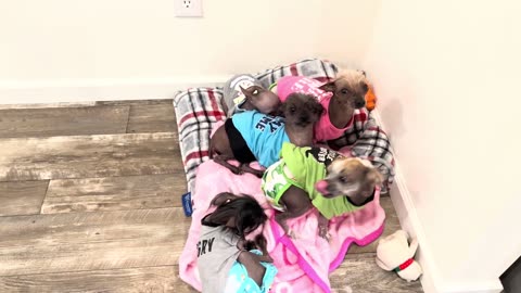Meet my Doggies!