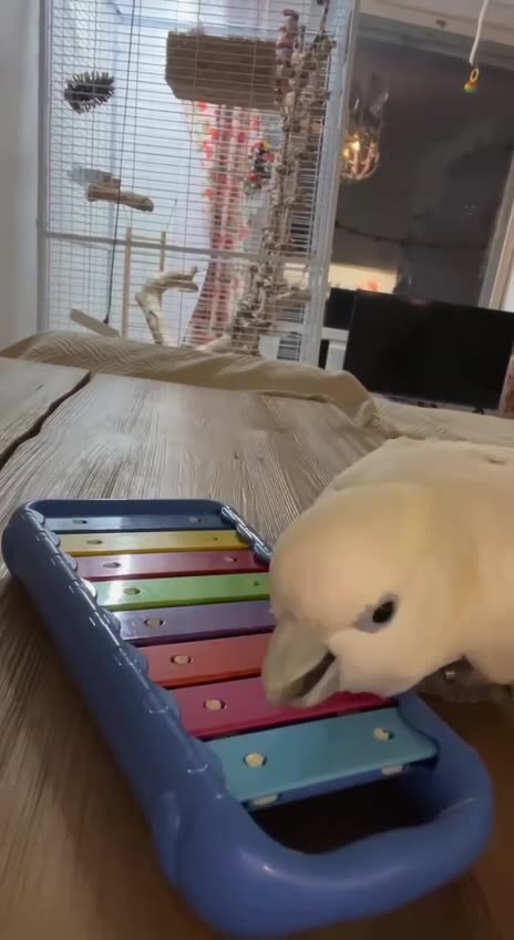 Little musician 😁