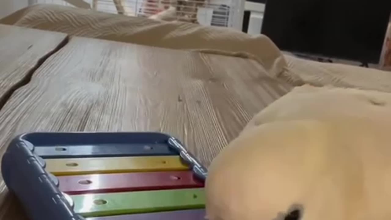 Little musician 😁