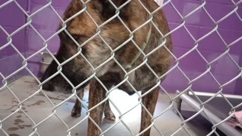 Red 5y Pet Id 879580 kennel 23 HSSAZ shelter this' 1 of 1st times Red came by me 4 awhile20250718564
