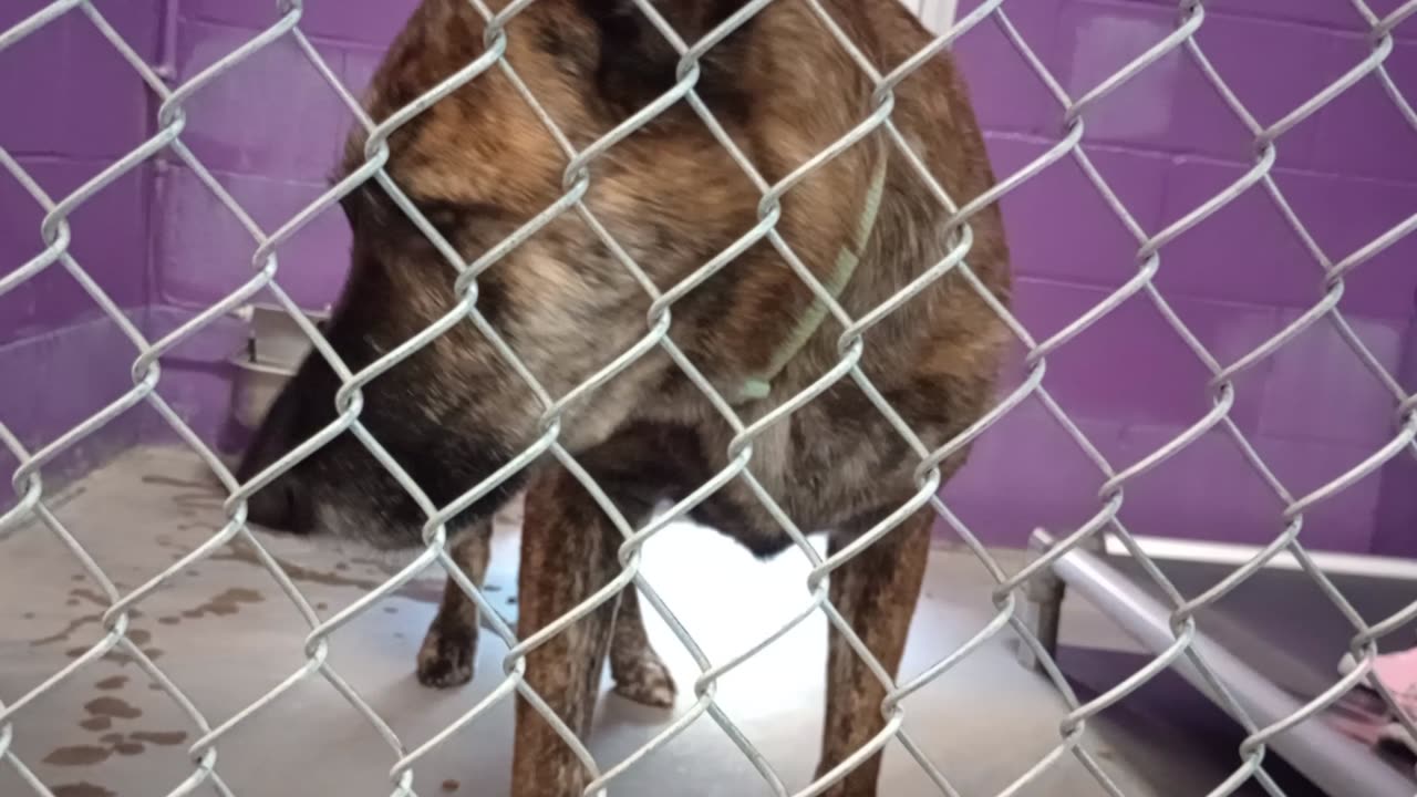 Red 5y Pet Id 879580 kennel 23 HSSAZ shelter this' 1 of 1st times Red came by me 4 awhile20250718564