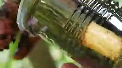 The -Absulate -Best-Way-to-Grow-Your-Lite