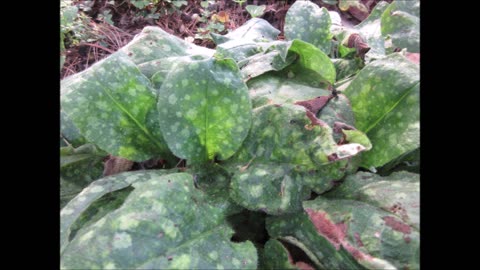 Spot On Lungwort April 2023