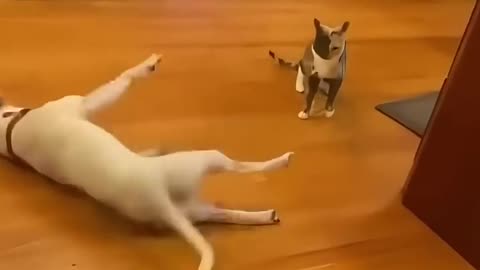 Funny cats and dogs 2
