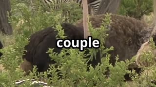🦏🕊️ Discover Nature’s Odd Couple Oxpeckers & Their Giant Hosts! 🦓🐦